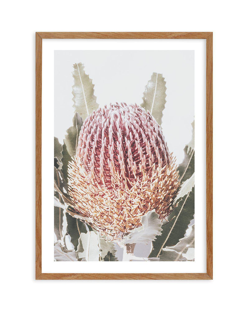 Blushing Banksia I | PT Art Print-PRINT-Olive et Oriel-Olive et Oriel-50x70 cm | 19.6" x 27.5"-Walnut-With White Border-Buy-Australian-Art-Prints-Online-with-Olive-et-Oriel-Your-Artwork-Specialists-Austrailia-Decorate-With-Coastal-Photo-Wall-Art-Prints-From-Our-Beach-House-Artwork-Collection-Fine-Poster-and-Framed-Artwork