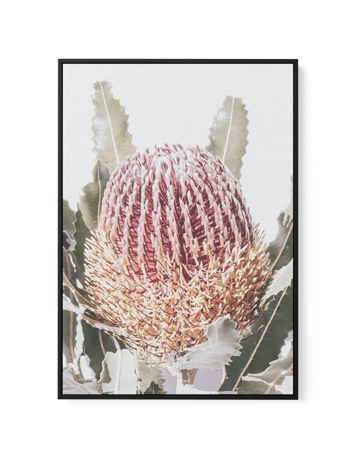 Blushing Banksia I | PT | Framed Canvas-CANVAS-You can shop wall art online with Olive et Oriel for everything from abstract art to fun kids wall art. Our beautiful modern art prints and canvas art are available from large canvas prints to wall art paintings and our proudly Australian artwork collection offers only the highest quality framed large wall art and canvas art Australia - You can buy fashion photography prints or Hampton print posters and paintings on canvas from Olive et Oriel and ha