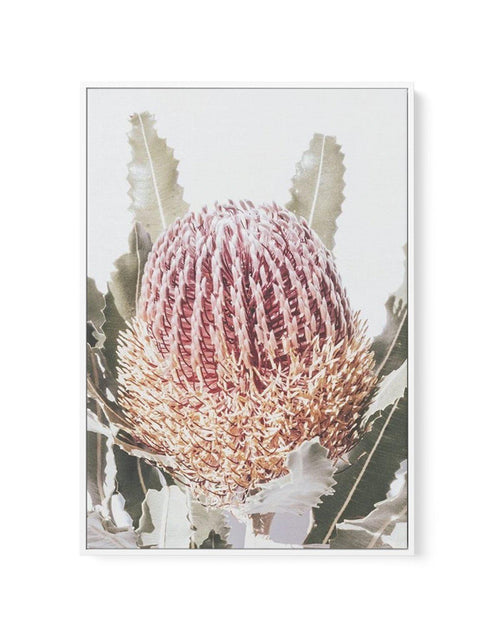 Blushing Banksia I | PT | Framed Canvas-CANVAS-You can shop wall art online with Olive et Oriel for everything from abstract art to fun kids wall art. Our beautiful modern art prints and canvas art are available from large canvas prints to wall art paintings and our proudly Australian artwork collection offers only the highest quality framed large wall art and canvas art Australia - You can buy fashion photography prints or Hampton print posters and paintings on canvas from Olive et Oriel and ha
