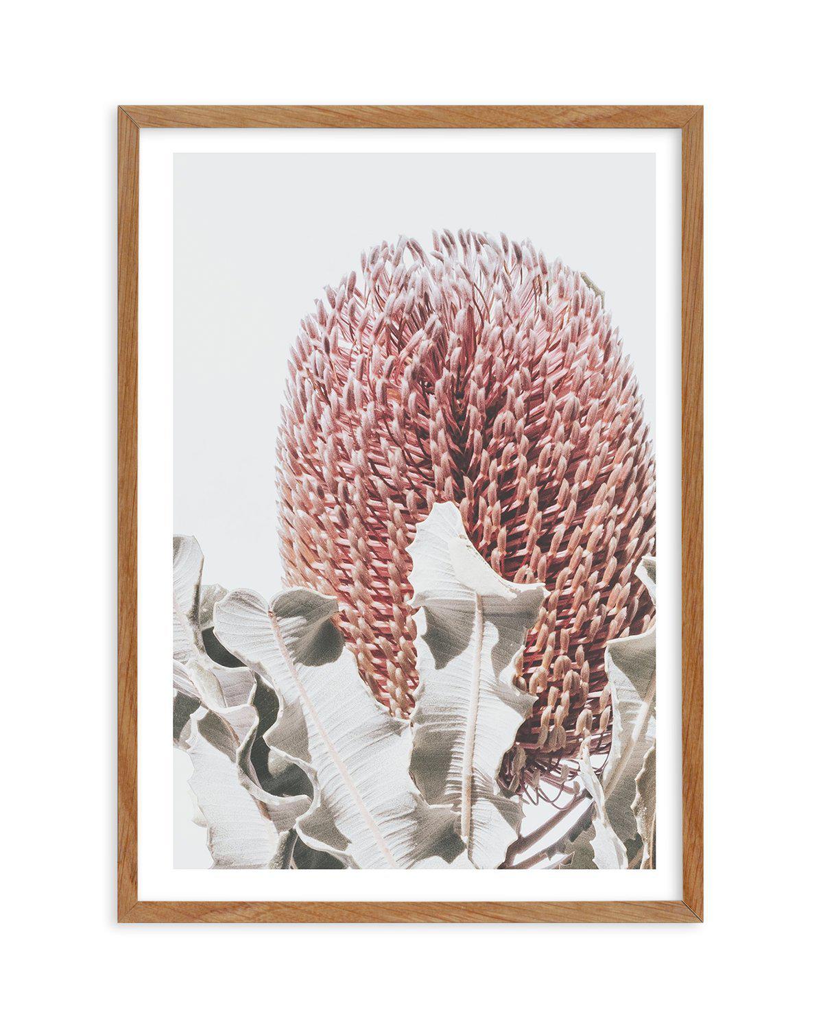 Blushing Banksia II | PT Art Print-PRINT-Olive et Oriel-Olive et Oriel-50x70 cm | 19.6" x 27.5"-Walnut-With White Border-Buy-Australian-Art-Prints-Online-with-Olive-et-Oriel-Your-Artwork-Specialists-Austrailia-Decorate-With-Coastal-Photo-Wall-Art-Prints-From-Our-Beach-House-Artwork-Collection-Fine-Poster-and-Framed-Artwork