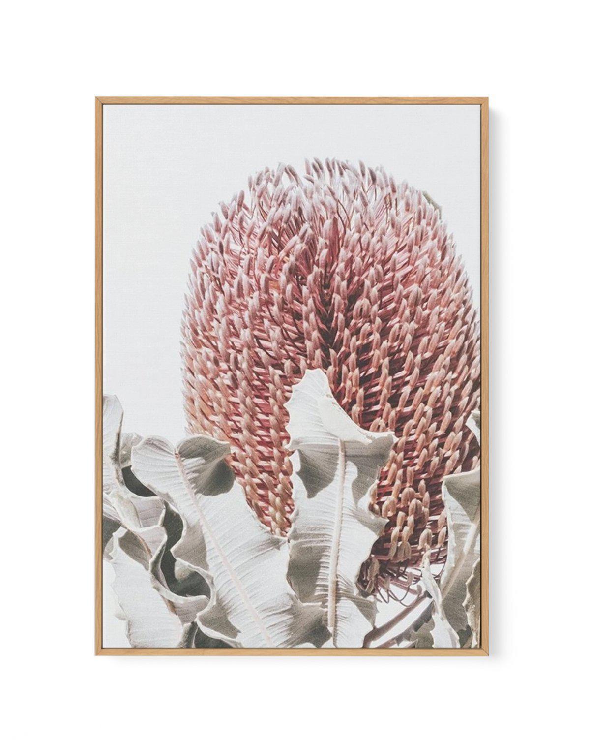 Blushing Banksia II | PT | Framed Canvas-CANVAS-You can shop wall art online with Olive et Oriel for everything from abstract art to fun kids wall art. Our beautiful modern art prints and canvas art are available from large canvas prints to wall art paintings and our proudly Australian artwork collection offers only the highest quality framed large wall art and canvas art Australia - You can buy fashion photography prints or Hampton print posters and paintings on canvas from Olive et Oriel and h