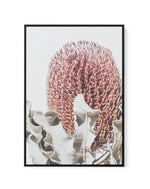 Blushing Banksia II | PT | Framed Canvas-CANVAS-You can shop wall art online with Olive et Oriel for everything from abstract art to fun kids wall art. Our beautiful modern art prints and canvas art are available from large canvas prints to wall art paintings and our proudly Australian artwork collection offers only the highest quality framed large wall art and canvas art Australia - You can buy fashion photography prints or Hampton print posters and paintings on canvas from Olive et Oriel and h