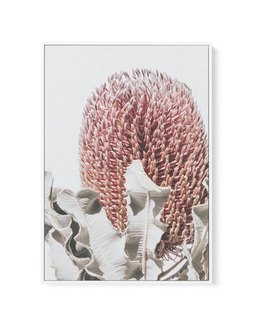 Blushing Banksia II | PT | Framed Canvas-CANVAS-You can shop wall art online with Olive et Oriel for everything from abstract art to fun kids wall art. Our beautiful modern art prints and canvas art are available from large canvas prints to wall art paintings and our proudly Australian artwork collection offers only the highest quality framed large wall art and canvas art Australia - You can buy fashion photography prints or Hampton print posters and paintings on canvas from Olive et Oriel and h