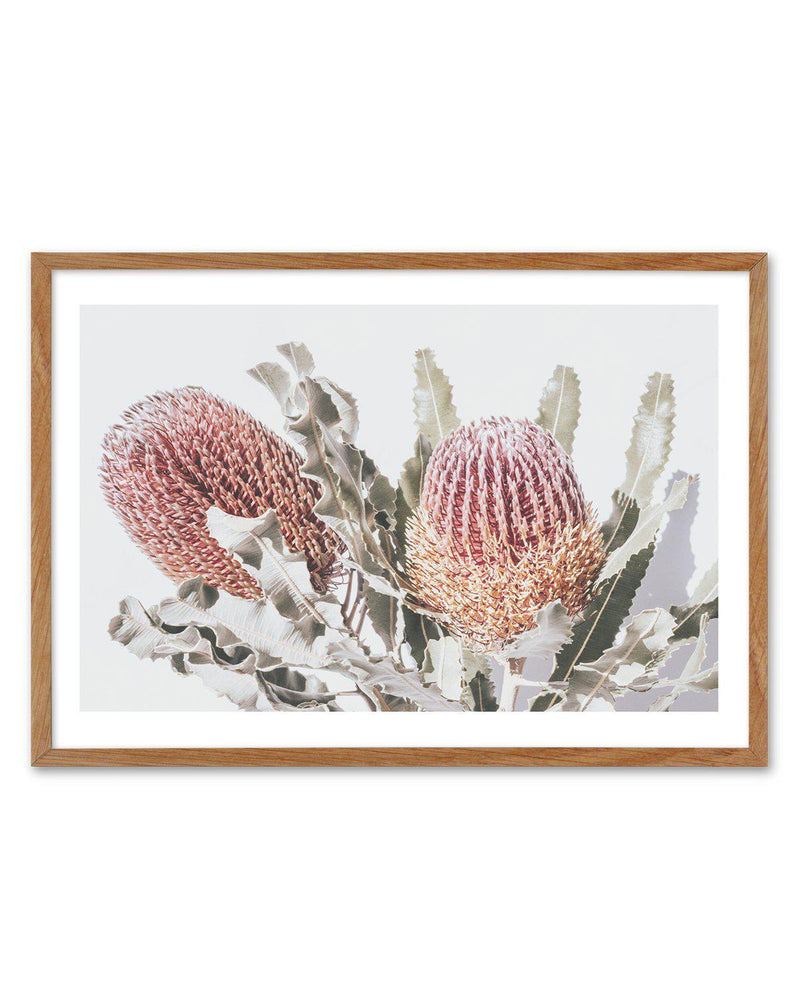 Blushing Banksia | LS Art Print-PRINT-Olive et Oriel-Olive et Oriel-50x70 cm | 19.6" x 27.5"-Walnut-With White Border-Buy-Australian-Art-Prints-Online-with-Olive-et-Oriel-Your-Artwork-Specialists-Austrailia-Decorate-With-Coastal-Photo-Wall-Art-Prints-From-Our-Beach-House-Artwork-Collection-Fine-Poster-and-Framed-Artwork