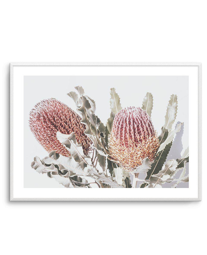 Blushing Banksia | LS Art Print-PRINT-Olive et Oriel-Olive et Oriel-A4 | 8.3" x 11.7" | 21 x 29.7cm-Unframed Art Print-With White Border-Buy-Australian-Art-Prints-Online-with-Olive-et-Oriel-Your-Artwork-Specialists-Austrailia-Decorate-With-Coastal-Photo-Wall-Art-Prints-From-Our-Beach-House-Artwork-Collection-Fine-Poster-and-Framed-Artwork