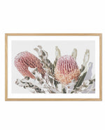 Blushing Banksia | LS Art Print-PRINT-Olive et Oriel-Olive et Oriel-A4 | 8.3" x 11.7" | 21 x 29.7cm-Oak-With White Border-Buy-Australian-Art-Prints-Online-with-Olive-et-Oriel-Your-Artwork-Specialists-Austrailia-Decorate-With-Coastal-Photo-Wall-Art-Prints-From-Our-Beach-House-Artwork-Collection-Fine-Poster-and-Framed-Artwork