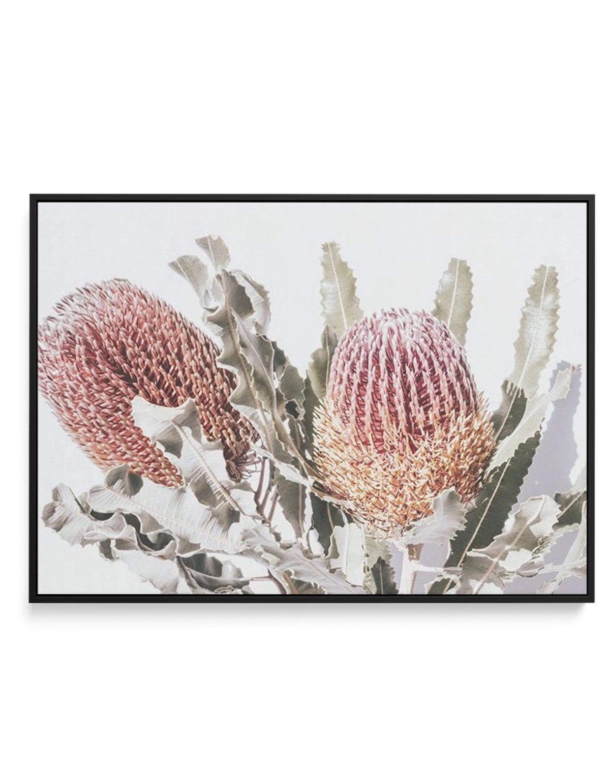 Blushing Banksia | LS | Framed Canvas-CANVAS-You can shop wall art online with Olive et Oriel for everything from abstract art to fun kids wall art. Our beautiful modern art prints and canvas art are available from large canvas prints to wall art paintings and our proudly Australian artwork collection offers only the highest quality framed large wall art and canvas art Australia - You can buy fashion photography prints or Hampton print posters and paintings on canvas from Olive et Oriel and have