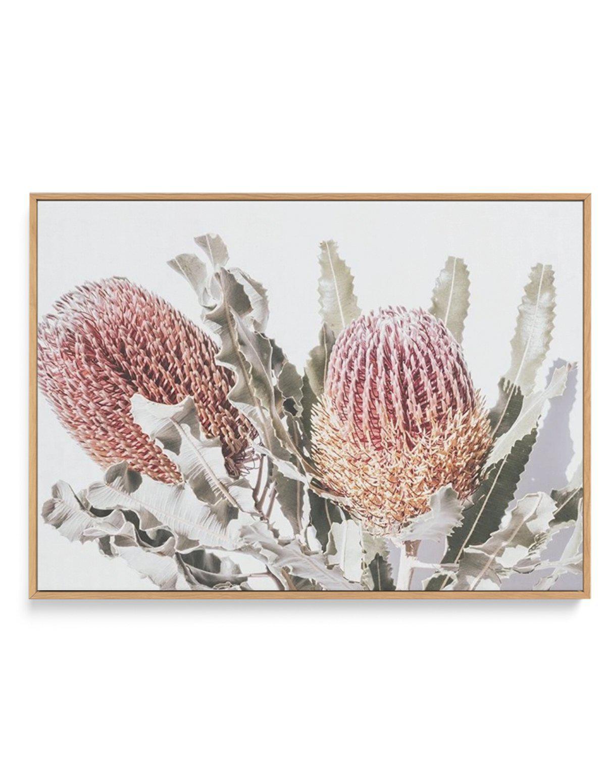 Blushing Banksia | LS | Framed Canvas-CANVAS-You can shop wall art online with Olive et Oriel for everything from abstract art to fun kids wall art. Our beautiful modern art prints and canvas art are available from large canvas prints to wall art paintings and our proudly Australian artwork collection offers only the highest quality framed large wall art and canvas art Australia - You can buy fashion photography prints or Hampton print posters and paintings on canvas from Olive et Oriel and have