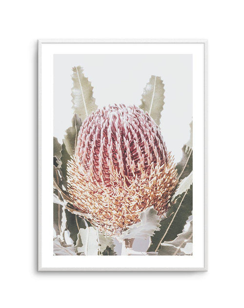 Blushing Banksia I | PT Art Print-PRINT-Olive et Oriel-Olive et Oriel-A4 | 8.3" x 11.7" | 21 x 29.7cm-Unframed Art Print-With White Border-Buy-Australian-Art-Prints-Online-with-Olive-et-Oriel-Your-Artwork-Specialists-Austrailia-Decorate-With-Coastal-Photo-Wall-Art-Prints-From-Our-Beach-House-Artwork-Collection-Fine-Poster-and-Framed-Artwork
