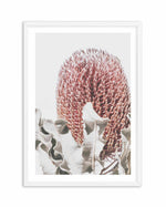 Blushing Banksia II | PT Art Print-PRINT-Olive et Oriel-Olive et Oriel-A4 | 8.3" x 11.7" | 21 x 29.7cm-White-With White Border-Buy-Australian-Art-Prints-Online-with-Olive-et-Oriel-Your-Artwork-Specialists-Austrailia-Decorate-With-Coastal-Photo-Wall-Art-Prints-From-Our-Beach-House-Artwork-Collection-Fine-Poster-and-Framed-Artwork