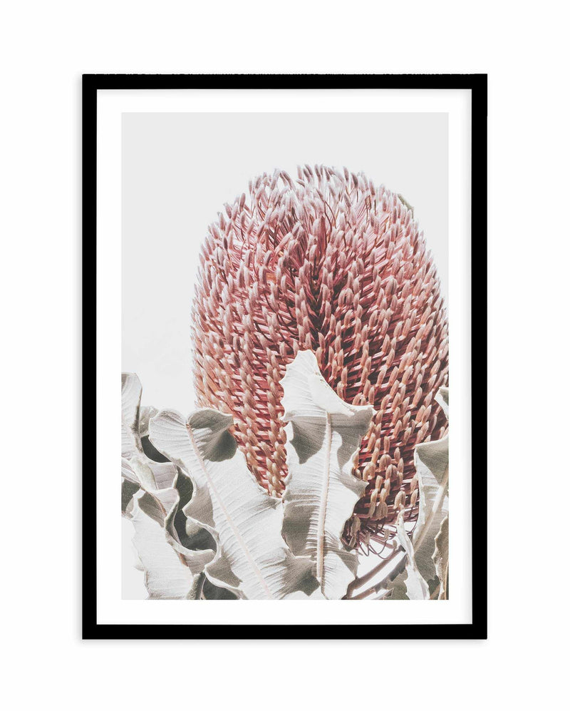 Blushing Banksia II | PT Art Print-PRINT-Olive et Oriel-Olive et Oriel-A4 | 8.3" x 11.7" | 21 x 29.7cm-Black-With White Border-Buy-Australian-Art-Prints-Online-with-Olive-et-Oriel-Your-Artwork-Specialists-Austrailia-Decorate-With-Coastal-Photo-Wall-Art-Prints-From-Our-Beach-House-Artwork-Collection-Fine-Poster-and-Framed-Artwork