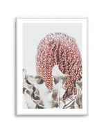 Blushing Banksia II | PT Art Print-PRINT-Olive et Oriel-Olive et Oriel-A4 | 8.3" x 11.7" | 21 x 29.7cm-Unframed Art Print-With White Border-Buy-Australian-Art-Prints-Online-with-Olive-et-Oriel-Your-Artwork-Specialists-Austrailia-Decorate-With-Coastal-Photo-Wall-Art-Prints-From-Our-Beach-House-Artwork-Collection-Fine-Poster-and-Framed-Artwork