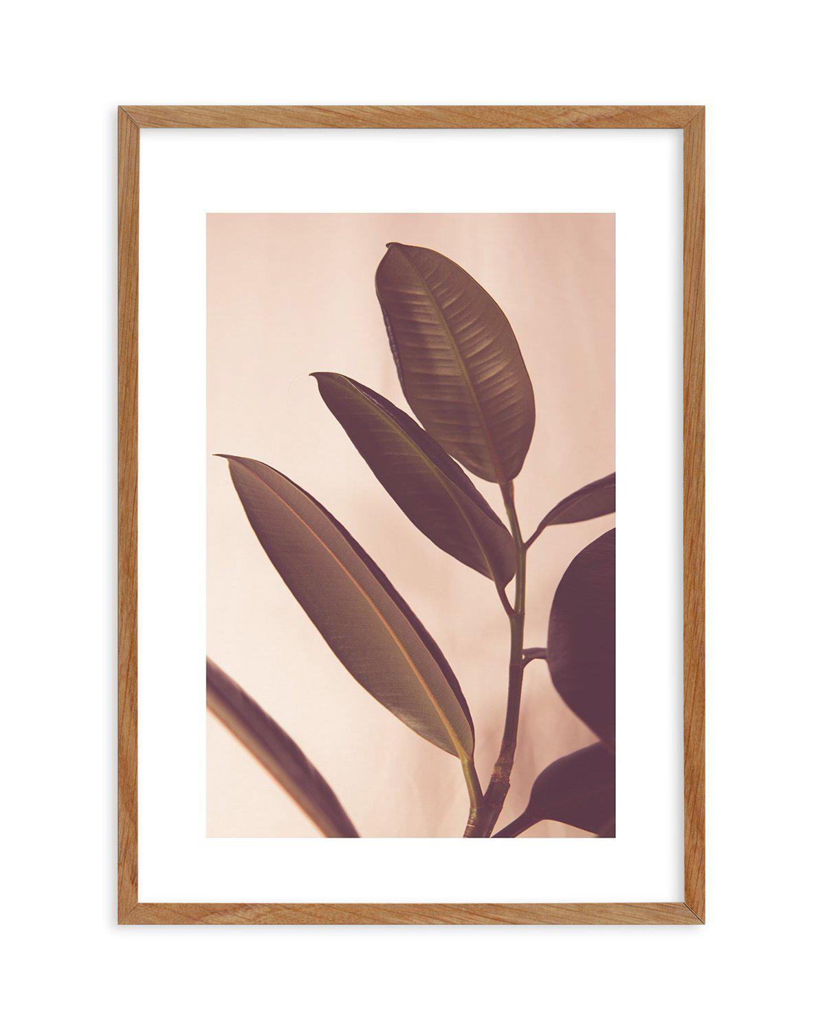 Blushing Ficus I Art Print-PRINT-Olive et Oriel-Olive et Oriel-50x70 cm | 19.6" x 27.5"-Walnut-With White Border-Buy-Australian-Art-Prints-Online-with-Olive-et-Oriel-Your-Artwork-Specialists-Austrailia-Decorate-With-Coastal-Photo-Wall-Art-Prints-From-Our-Beach-House-Artwork-Collection-Fine-Poster-and-Framed-Artwork