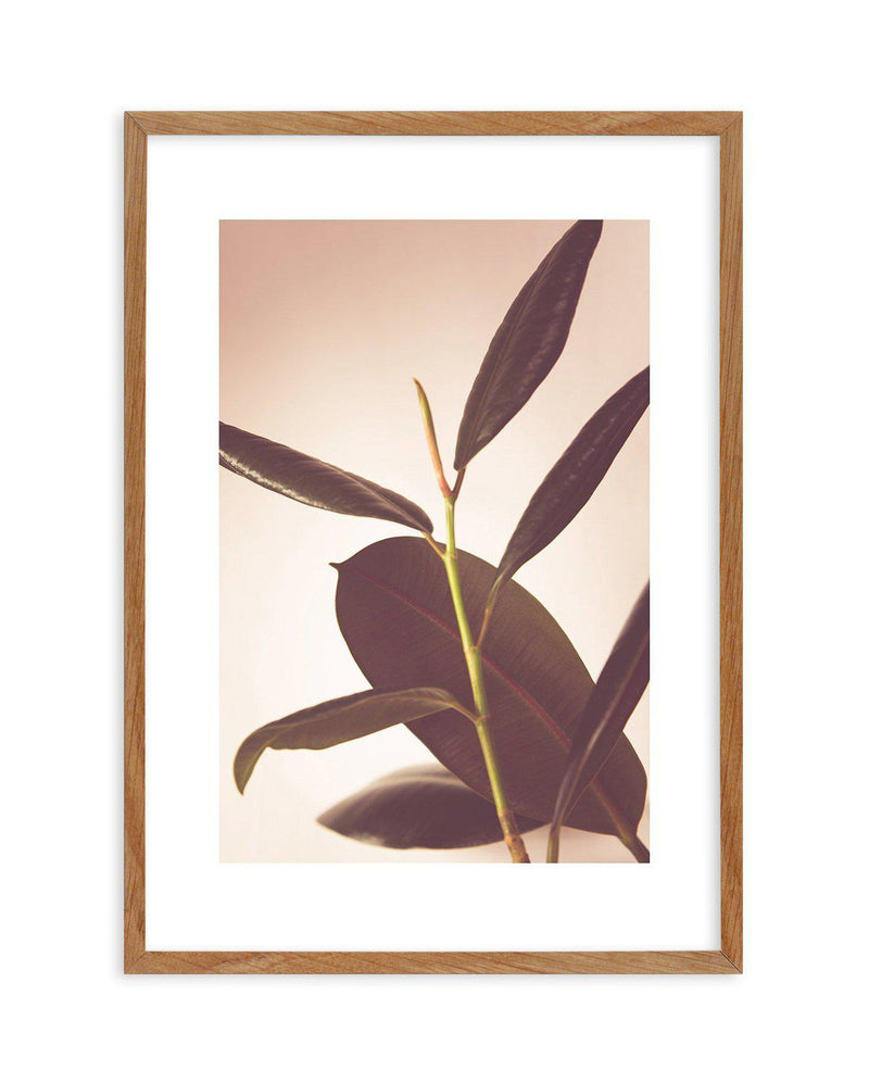 Blushing Ficus II Art Print-PRINT-Olive et Oriel-Olive et Oriel-50x70 cm | 19.6" x 27.5"-Walnut-With White Border-Buy-Australian-Art-Prints-Online-with-Olive-et-Oriel-Your-Artwork-Specialists-Austrailia-Decorate-With-Coastal-Photo-Wall-Art-Prints-From-Our-Beach-House-Artwork-Collection-Fine-Poster-and-Framed-Artwork