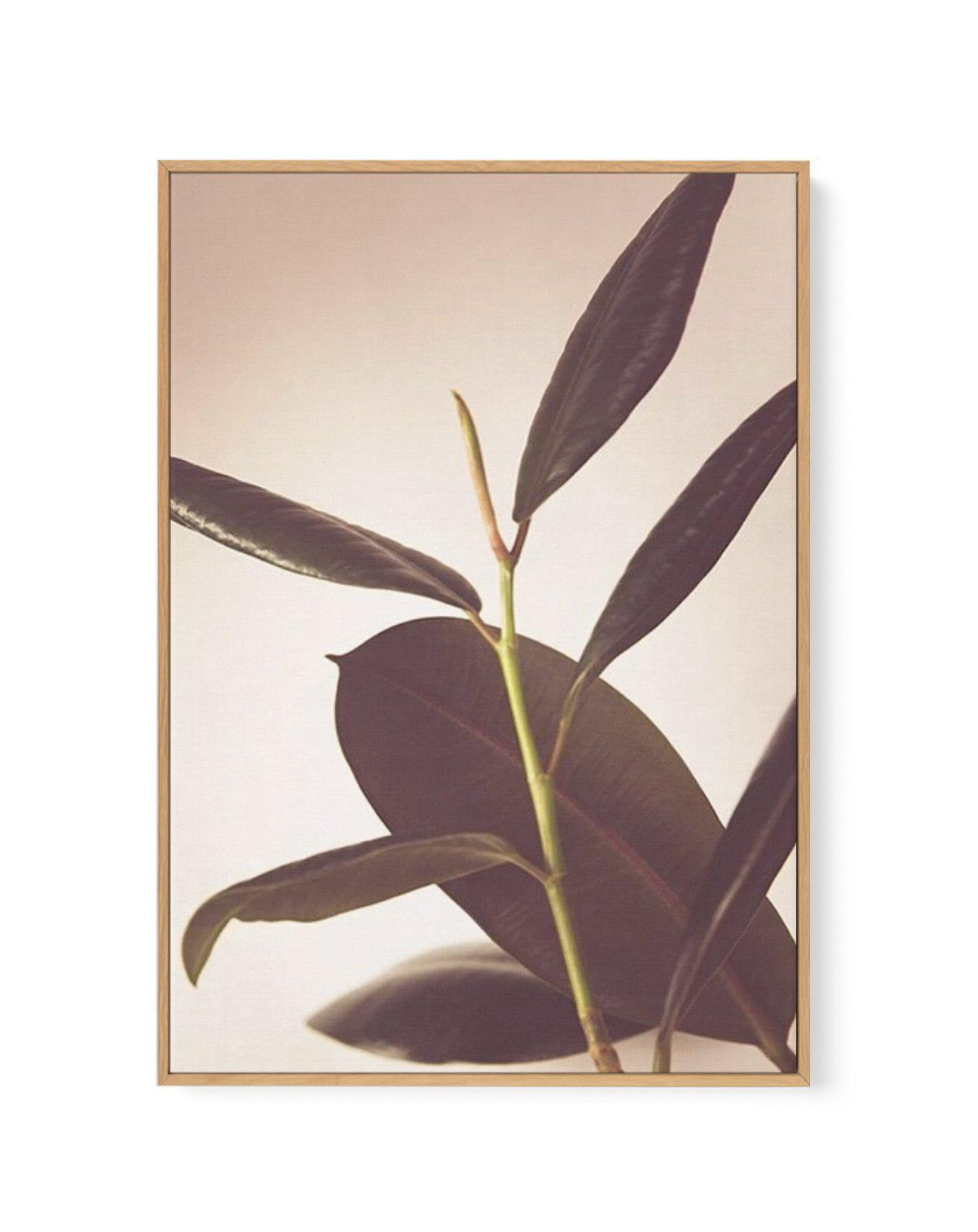 Blushing Ficus II | Framed Canvas-CANVAS-You can shop wall art online with Olive et Oriel for everything from abstract art to fun kids wall art. Our beautiful modern art prints and canvas art are available from large canvas prints to wall art paintings and our proudly Australian artwork collection offers only the highest quality framed large wall art and canvas art Australia - You can buy fashion photography prints or Hampton print posters and paintings on canvas from Olive et Oriel and have the