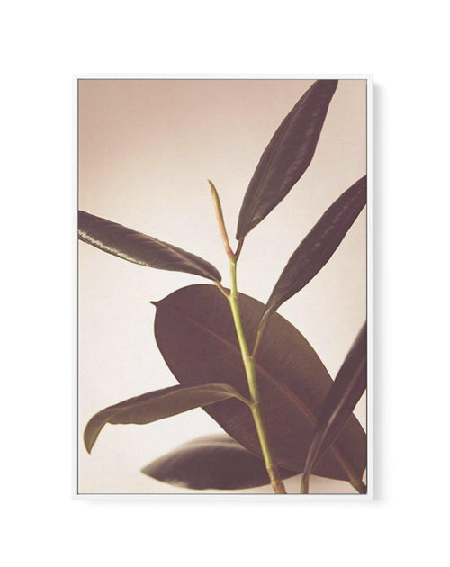 Blushing Ficus II | Framed Canvas-CANVAS-You can shop wall art online with Olive et Oriel for everything from abstract art to fun kids wall art. Our beautiful modern art prints and canvas art are available from large canvas prints to wall art paintings and our proudly Australian artwork collection offers only the highest quality framed large wall art and canvas art Australia - You can buy fashion photography prints or Hampton print posters and paintings on canvas from Olive et Oriel and have the