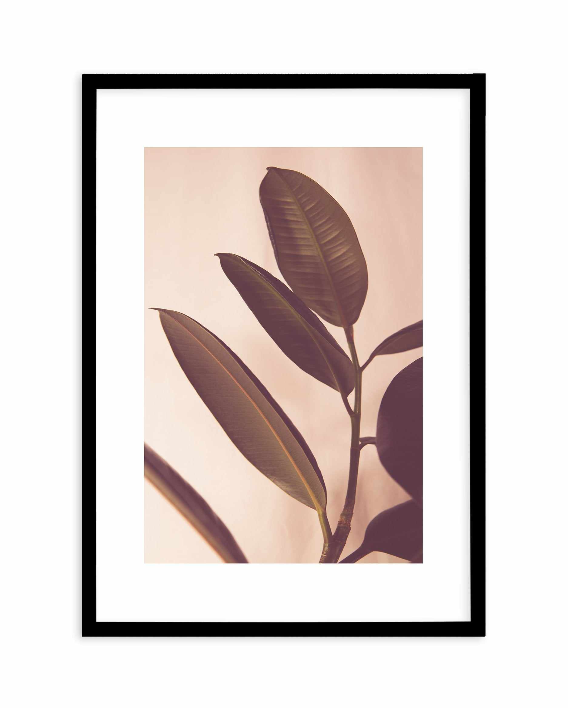 Blushing Ficus I Art Print-PRINT-Olive et Oriel-Olive et Oriel-A4 | 8.3" x 11.7" | 21 x 29.7cm-Black-With White Border-Buy-Australian-Art-Prints-Online-with-Olive-et-Oriel-Your-Artwork-Specialists-Austrailia-Decorate-With-Coastal-Photo-Wall-Art-Prints-From-Our-Beach-House-Artwork-Collection-Fine-Poster-and-Framed-Artwork