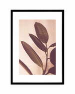 Blushing Ficus I Art Print-PRINT-Olive et Oriel-Olive et Oriel-A4 | 8.3" x 11.7" | 21 x 29.7cm-Black-With White Border-Buy-Australian-Art-Prints-Online-with-Olive-et-Oriel-Your-Artwork-Specialists-Austrailia-Decorate-With-Coastal-Photo-Wall-Art-Prints-From-Our-Beach-House-Artwork-Collection-Fine-Poster-and-Framed-Artwork