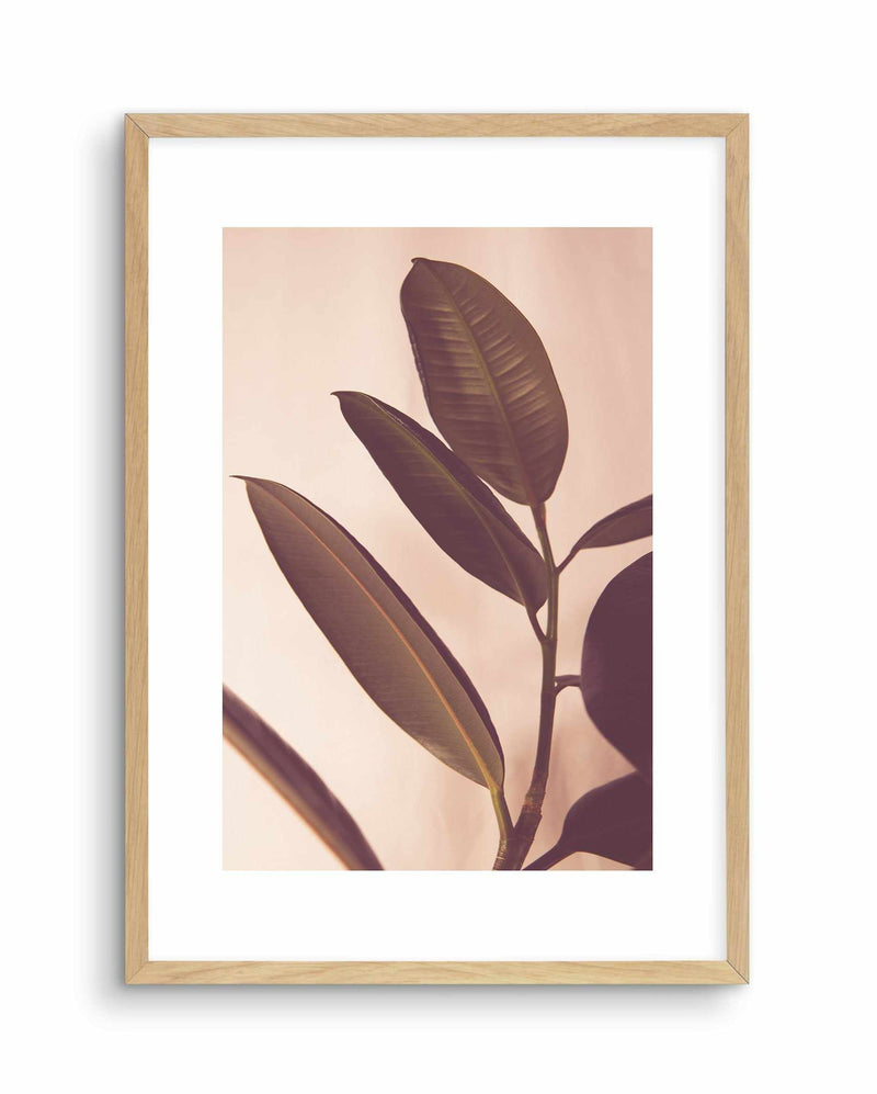 Blushing Ficus I Art Print-PRINT-Olive et Oriel-Olive et Oriel-A4 | 8.3" x 11.7" | 21 x 29.7cm-Oak-With White Border-Buy-Australian-Art-Prints-Online-with-Olive-et-Oriel-Your-Artwork-Specialists-Austrailia-Decorate-With-Coastal-Photo-Wall-Art-Prints-From-Our-Beach-House-Artwork-Collection-Fine-Poster-and-Framed-Artwork