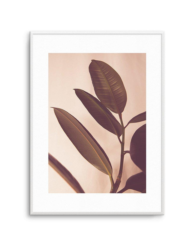 Blushing Ficus I Art Print-PRINT-Olive et Oriel-Olive et Oriel-A4 | 8.3" x 11.7" | 21 x 29.7cm-Unframed Art Print-With White Border-Buy-Australian-Art-Prints-Online-with-Olive-et-Oriel-Your-Artwork-Specialists-Austrailia-Decorate-With-Coastal-Photo-Wall-Art-Prints-From-Our-Beach-House-Artwork-Collection-Fine-Poster-and-Framed-Artwork