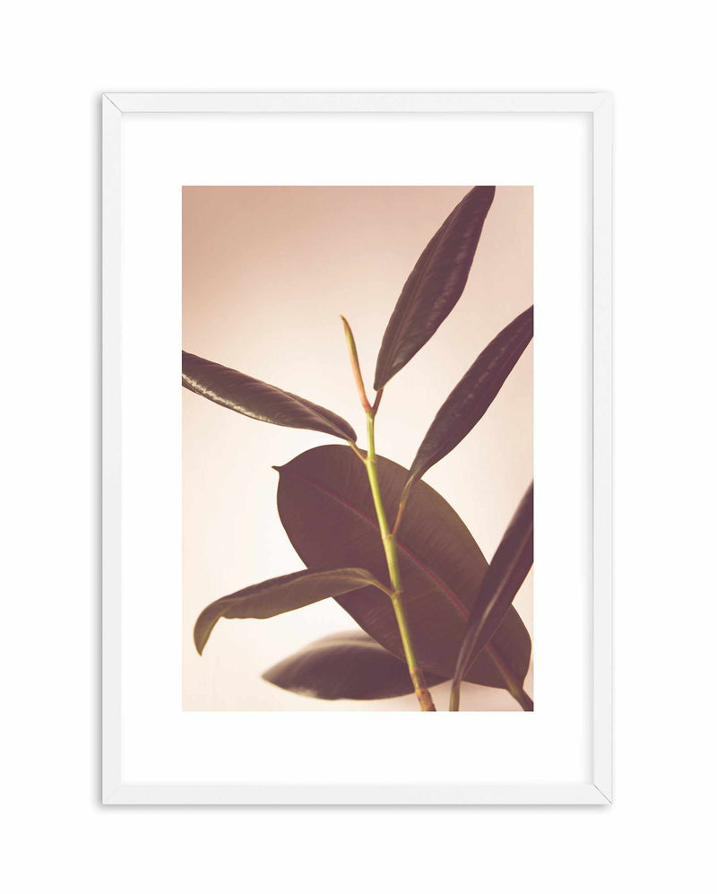 Blushing Ficus II Art Print-PRINT-Olive et Oriel-Olive et Oriel-A4 | 8.3" x 11.7" | 21 x 29.7cm-White-With White Border-Buy-Australian-Art-Prints-Online-with-Olive-et-Oriel-Your-Artwork-Specialists-Austrailia-Decorate-With-Coastal-Photo-Wall-Art-Prints-From-Our-Beach-House-Artwork-Collection-Fine-Poster-and-Framed-Artwork
