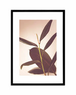 Blushing Ficus II Art Print-PRINT-Olive et Oriel-Olive et Oriel-A4 | 8.3" x 11.7" | 21 x 29.7cm-Black-With White Border-Buy-Australian-Art-Prints-Online-with-Olive-et-Oriel-Your-Artwork-Specialists-Austrailia-Decorate-With-Coastal-Photo-Wall-Art-Prints-From-Our-Beach-House-Artwork-Collection-Fine-Poster-and-Framed-Artwork