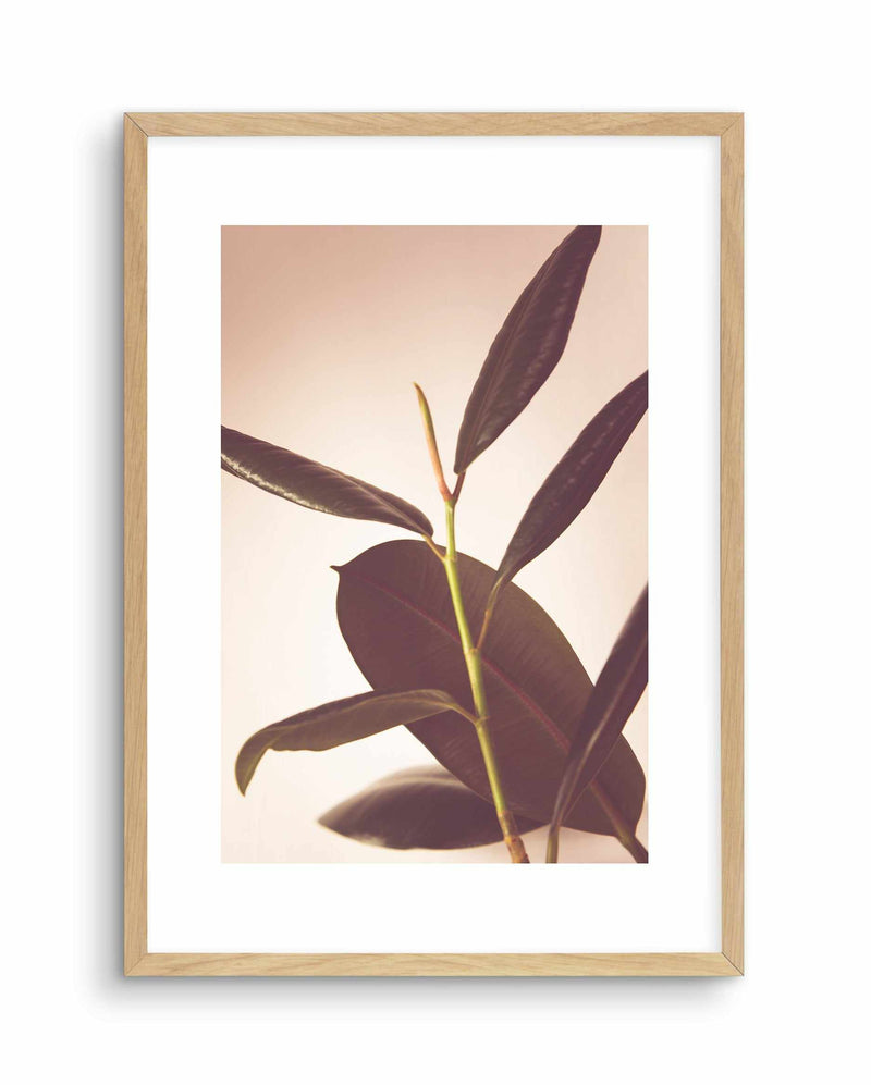 Blushing Ficus II Art Print-PRINT-Olive et Oriel-Olive et Oriel-A4 | 8.3" x 11.7" | 21 x 29.7cm-Oak-With White Border-Buy-Australian-Art-Prints-Online-with-Olive-et-Oriel-Your-Artwork-Specialists-Austrailia-Decorate-With-Coastal-Photo-Wall-Art-Prints-From-Our-Beach-House-Artwork-Collection-Fine-Poster-and-Framed-Artwork