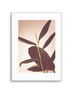 Blushing Ficus II Art Print-PRINT-Olive et Oriel-Olive et Oriel-A4 | 8.3" x 11.7" | 21 x 29.7cm-Unframed Art Print-With White Border-Buy-Australian-Art-Prints-Online-with-Olive-et-Oriel-Your-Artwork-Specialists-Austrailia-Decorate-With-Coastal-Photo-Wall-Art-Prints-From-Our-Beach-House-Artwork-Collection-Fine-Poster-and-Framed-Artwork