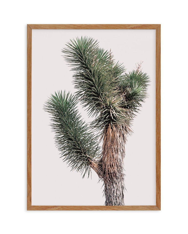 Blushing Joshua Tree I Art Print-PRINT-Olive et Oriel-Olive et Oriel-50x70 cm | 19.6" x 27.5"-Walnut-With White Border-Buy-Australian-Art-Prints-Online-with-Olive-et-Oriel-Your-Artwork-Specialists-Austrailia-Decorate-With-Coastal-Photo-Wall-Art-Prints-From-Our-Beach-House-Artwork-Collection-Fine-Poster-and-Framed-Artwork