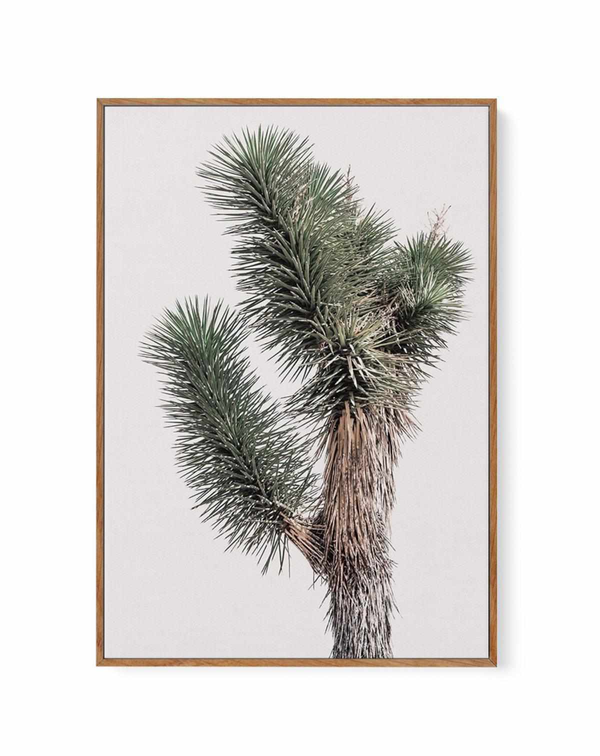 Blushing Joshua Tree I | Framed Canvas