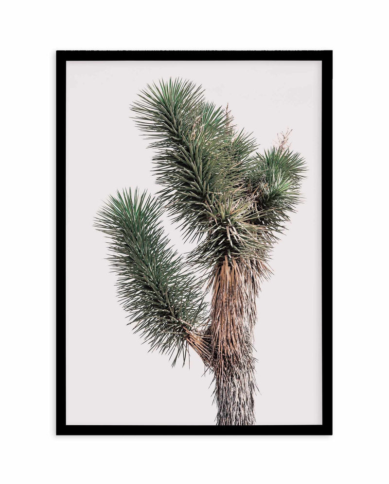 Blushing Joshua Tree I Art Print-PRINT-Olive et Oriel-Olive et Oriel-A4 | 8.3" x 11.7" | 21 x 29.7cm-Black-With White Border-Buy-Australian-Art-Prints-Online-with-Olive-et-Oriel-Your-Artwork-Specialists-Austrailia-Decorate-With-Coastal-Photo-Wall-Art-Prints-From-Our-Beach-House-Artwork-Collection-Fine-Poster-and-Framed-Artwork