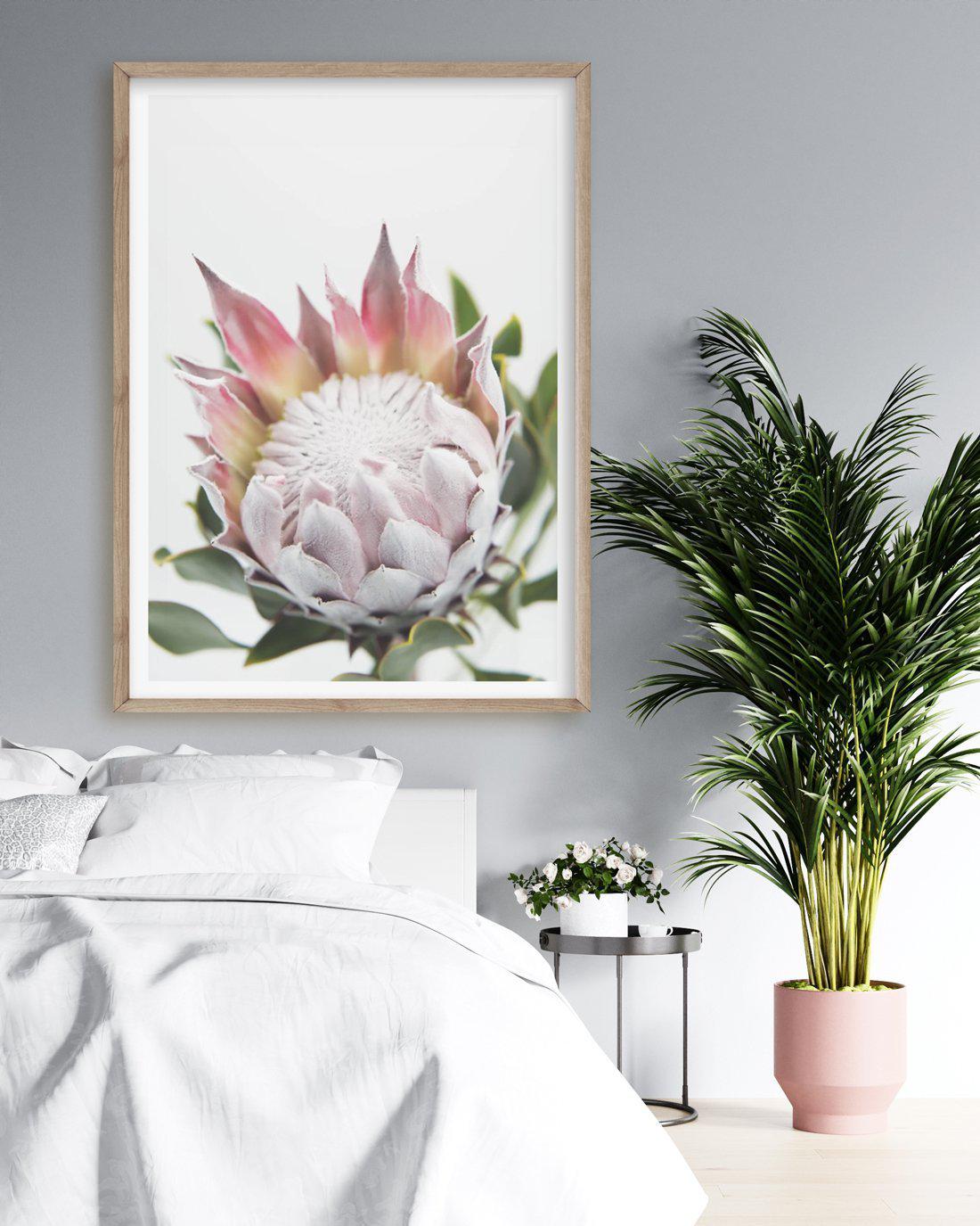 Blushing Protea Art Print-PRINT-Olive et Oriel-Olive et Oriel-Buy-Australian-Art-Prints-Online-with-Olive-et-Oriel-Your-Artwork-Specialists-Austrailia-Decorate-With-Coastal-Photo-Wall-Art-Prints-From-Our-Beach-House-Artwork-Collection-Fine-Poster-and-Framed-Artwork