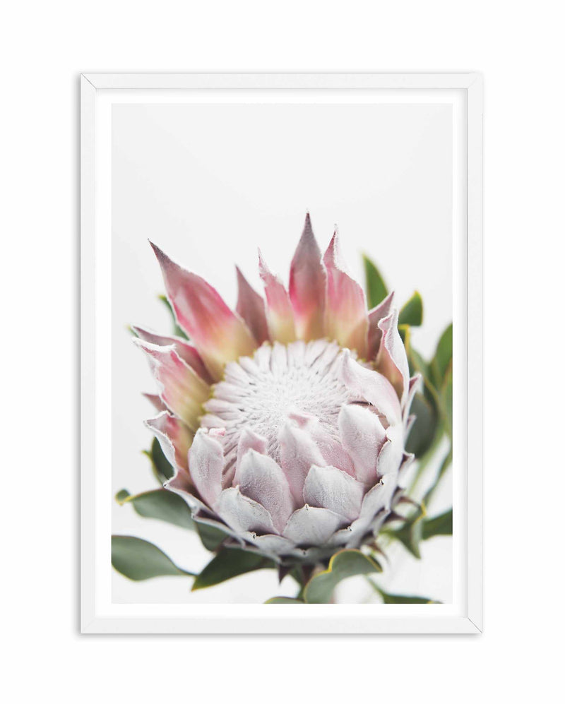 Blushing Protea Art Print-PRINT-Olive et Oriel-Olive et Oriel-A4 | 8.3" x 11.7" | 21 x 29.7cm-White-With White Border-Buy-Australian-Art-Prints-Online-with-Olive-et-Oriel-Your-Artwork-Specialists-Austrailia-Decorate-With-Coastal-Photo-Wall-Art-Prints-From-Our-Beach-House-Artwork-Collection-Fine-Poster-and-Framed-Artwork