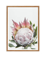 Blushing Protea Art Print-PRINT-Olive et Oriel-Olive et Oriel-50x70 cm | 19.6" x 27.5"-Walnut-With White Border-Buy-Australian-Art-Prints-Online-with-Olive-et-Oriel-Your-Artwork-Specialists-Austrailia-Decorate-With-Coastal-Photo-Wall-Art-Prints-From-Our-Beach-House-Artwork-Collection-Fine-Poster-and-Framed-Artwork