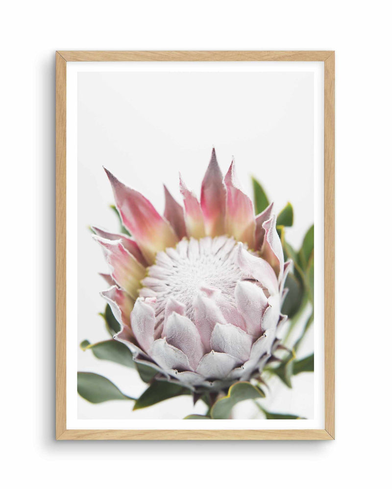 Blushing Protea Art Print-PRINT-Olive et Oriel-Olive et Oriel-A4 | 8.3" x 11.7" | 21 x 29.7cm-Oak-With White Border-Buy-Australian-Art-Prints-Online-with-Olive-et-Oriel-Your-Artwork-Specialists-Austrailia-Decorate-With-Coastal-Photo-Wall-Art-Prints-From-Our-Beach-House-Artwork-Collection-Fine-Poster-and-Framed-Artwork