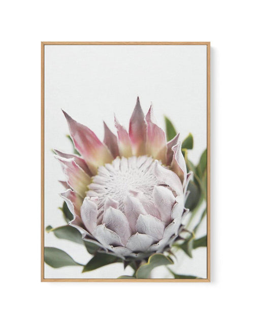 Blushing Protea | Framed Canvas-CANVAS-You can shop wall art online with Olive et Oriel for everything from abstract art to fun kids wall art. Our beautiful modern art prints and canvas art are available from large canvas prints to wall art paintings and our proudly Australian artwork collection offers only the highest quality framed large wall art and canvas art Australia - You can buy fashion photography prints or Hampton print posters and paintings on canvas from Olive et Oriel and have them 