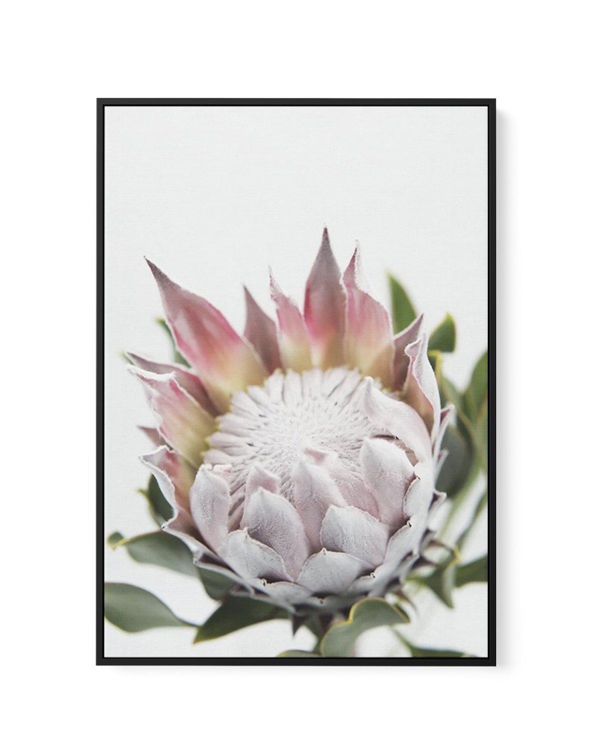 Blushing Protea | Framed Canvas-CANVAS-You can shop wall art online with Olive et Oriel for everything from abstract art to fun kids wall art. Our beautiful modern art prints and canvas art are available from large canvas prints to wall art paintings and our proudly Australian artwork collection offers only the highest quality framed large wall art and canvas art Australia - You can buy fashion photography prints or Hampton print posters and paintings on canvas from Olive et Oriel and have them 