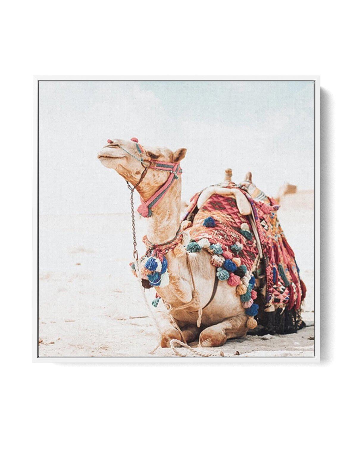 Bohemian Camel SQ | Framed Canvas-CANVAS-You can shop wall art online with Olive et Oriel for everything from abstract art to fun kids wall art. Our beautiful modern art prints and canvas art are available from large canvas prints to wall art paintings and our proudly Australian artwork collection offers only the highest quality framed large wall art and canvas art Australia - You can buy fashion photography prints or Hampton print posters and paintings on canvas from Olive et Oriel and have the