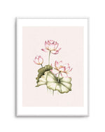 Bohemian Lotus II Art Print-PRINT-Olive et Oriel-Olive et Oriel-A5 | 5.8" x 8.3" | 14.8 x 21cm-Unframed Art Print-With White Border-Buy-Australian-Art-Prints-Online-with-Olive-et-Oriel-Your-Artwork-Specialists-Austrailia-Decorate-With-Coastal-Photo-Wall-Art-Prints-From-Our-Beach-House-Artwork-Collection-Fine-Poster-and-Framed-Artwork