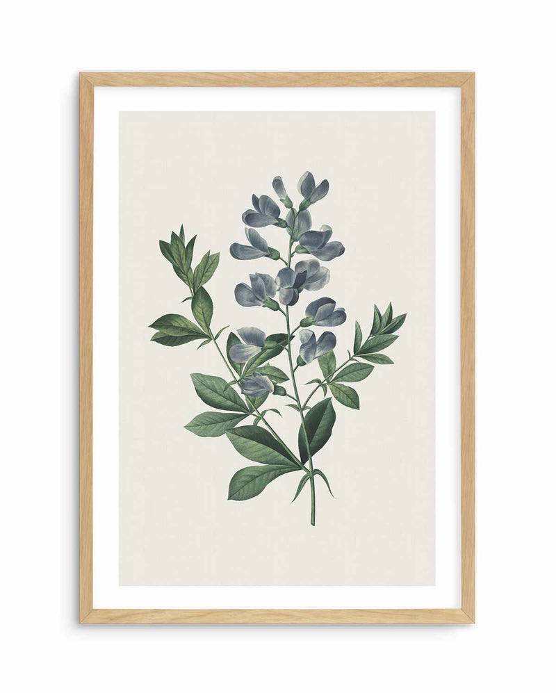Botanica I Art Print-PRINT-Olive et Oriel-Olive et Oriel-A5 | 5.8" x 8.3" | 14.8 x 21cm-Oak-With White Border-Buy-Australian-Art-Prints-Online-with-Olive-et-Oriel-Your-Artwork-Specialists-Austrailia-Decorate-With-Coastal-Photo-Wall-Art-Prints-From-Our-Beach-House-Artwork-Collection-Fine-Poster-and-Framed-Artwork