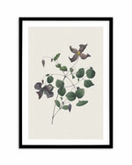 Botanica II Art Print-PRINT-Olive et Oriel-Olive et Oriel-A5 | 5.8" x 8.3" | 14.8 x 21cm-Black-With White Border-Buy-Australian-Art-Prints-Online-with-Olive-et-Oriel-Your-Artwork-Specialists-Austrailia-Decorate-With-Coastal-Photo-Wall-Art-Prints-From-Our-Beach-House-Artwork-Collection-Fine-Poster-and-Framed-Artwork