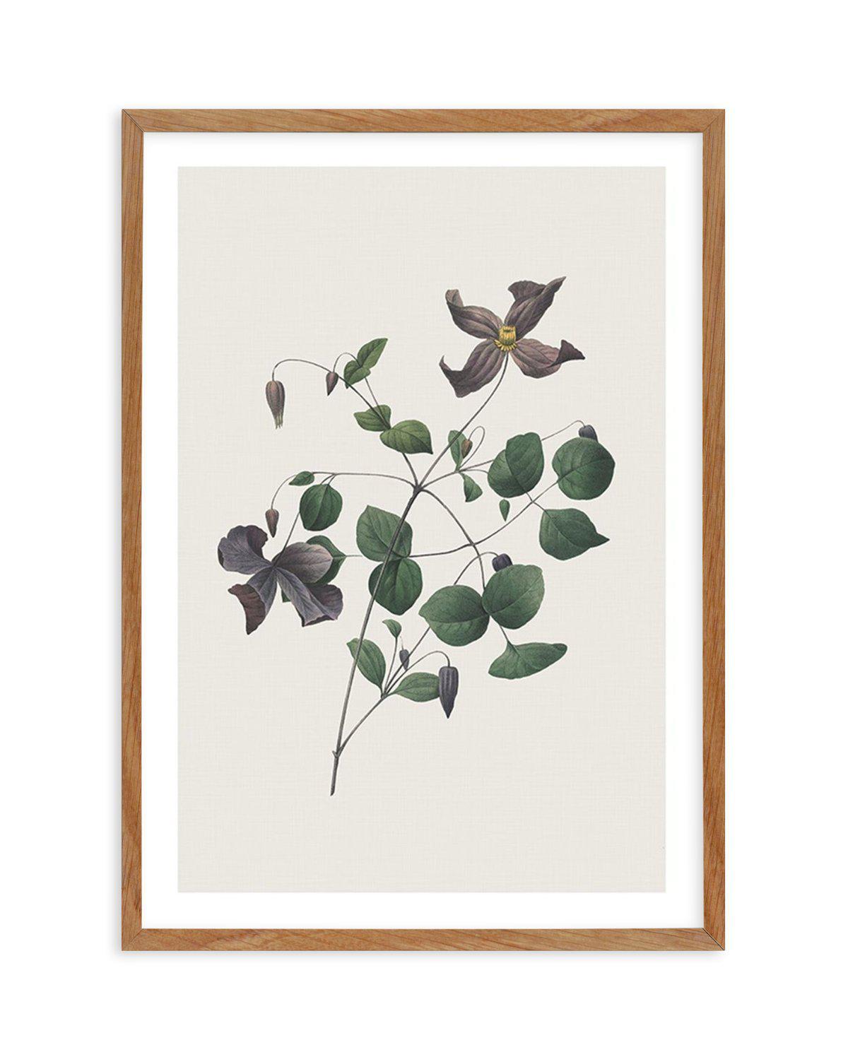 Botanica II Art Print-PRINT-Olive et Oriel-Olive et Oriel-Buy-Australian-Art-Prints-Online-with-Olive-et-Oriel-Your-Artwork-Specialists-Austrailia-Decorate-With-Coastal-Photo-Wall-Art-Prints-From-Our-Beach-House-Artwork-Collection-Fine-Poster-and-Framed-Artwork