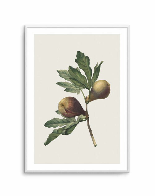 Botanica III Art Print-PRINT-Olive et Oriel-Olive et Oriel-A5 | 5.8" x 8.3" | 14.8 x 21cm-Unframed Art Print-With White Border-Buy-Australian-Art-Prints-Online-with-Olive-et-Oriel-Your-Artwork-Specialists-Austrailia-Decorate-With-Coastal-Photo-Wall-Art-Prints-From-Our-Beach-House-Artwork-Collection-Fine-Poster-and-Framed-Artwork