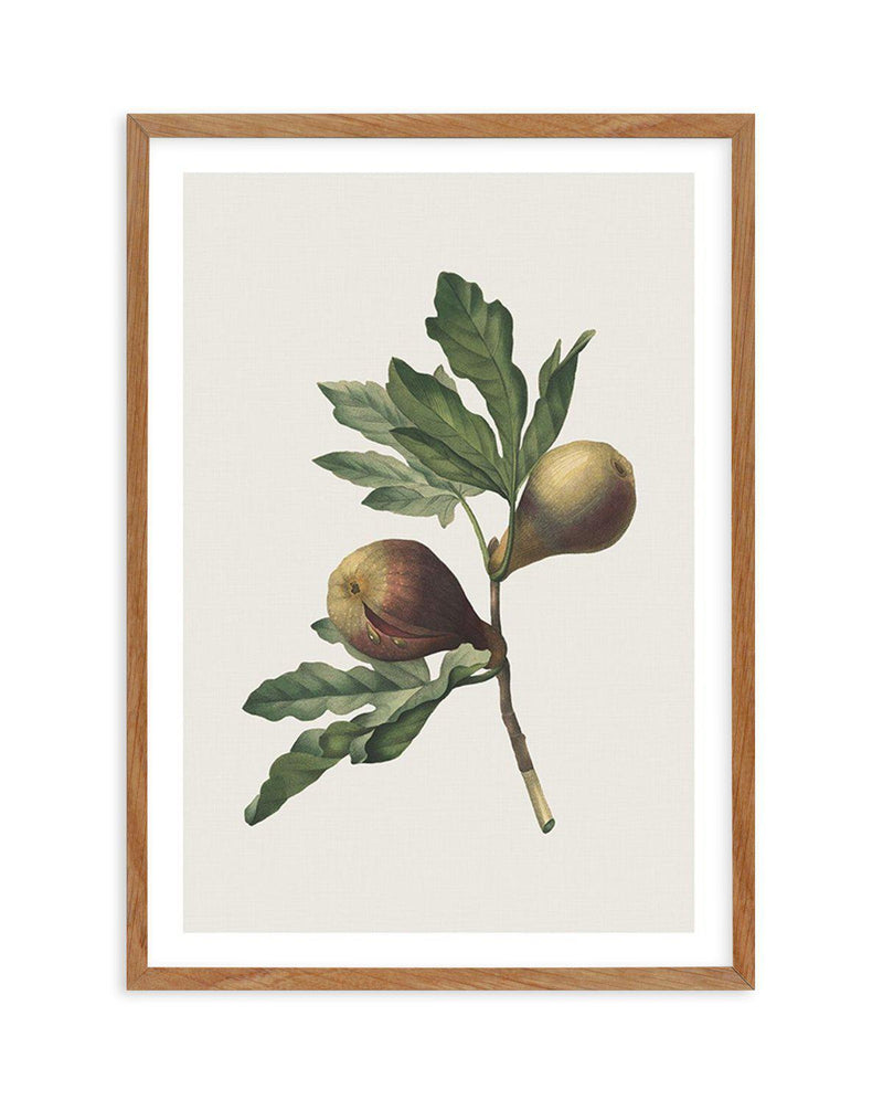 Botanica III Art Print-PRINT-Olive et Oriel-Olive et Oriel-Buy-Australian-Art-Prints-Online-with-Olive-et-Oriel-Your-Artwork-Specialists-Austrailia-Decorate-With-Coastal-Photo-Wall-Art-Prints-From-Our-Beach-House-Artwork-Collection-Fine-Poster-and-Framed-Artwork