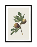 Botanica III Art Print-PRINT-Olive et Oriel-Olive et Oriel-A5 | 5.8" x 8.3" | 14.8 x 21cm-Black-With White Border-Buy-Australian-Art-Prints-Online-with-Olive-et-Oriel-Your-Artwork-Specialists-Austrailia-Decorate-With-Coastal-Photo-Wall-Art-Prints-From-Our-Beach-House-Artwork-Collection-Fine-Poster-and-Framed-Artwork