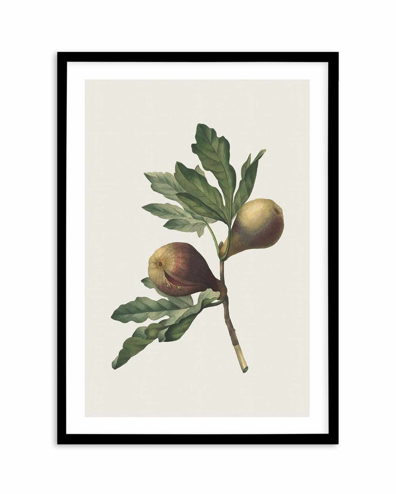 Botanica III Art Print-PRINT-Olive et Oriel-Olive et Oriel-A5 | 5.8" x 8.3" | 14.8 x 21cm-Black-With White Border-Buy-Australian-Art-Prints-Online-with-Olive-et-Oriel-Your-Artwork-Specialists-Austrailia-Decorate-With-Coastal-Photo-Wall-Art-Prints-From-Our-Beach-House-Artwork-Collection-Fine-Poster-and-Framed-Artwork
