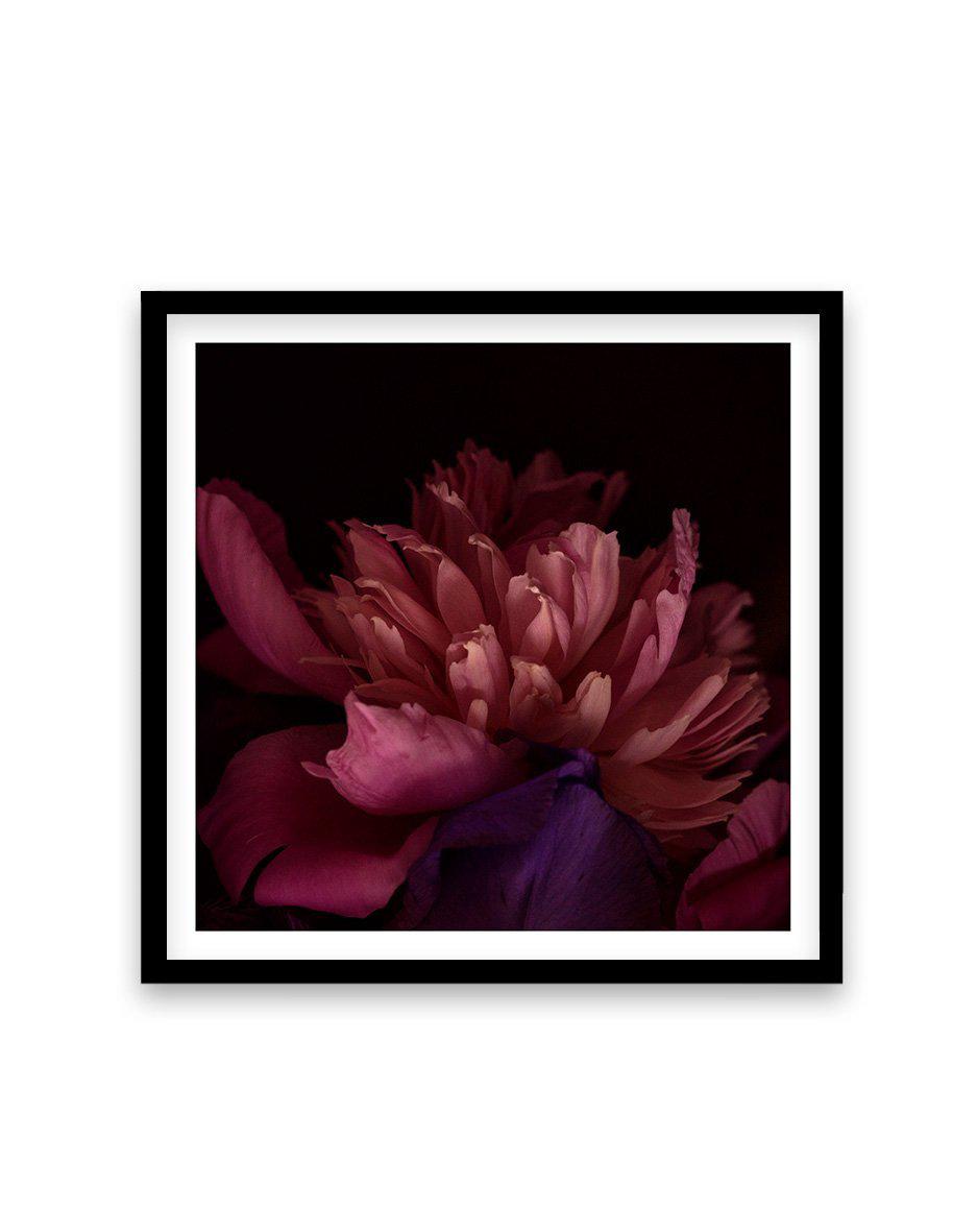 Botanica III SQ Art Print-PRINT-Olive et Oriel-Olive et Oriel-70x70 cm | 27.5" x 27.5"-Black-With White Border-Buy-Australian-Art-Prints-Online-with-Olive-et-Oriel-Your-Artwork-Specialists-Austrailia-Decorate-With-Coastal-Photo-Wall-Art-Prints-From-Our-Beach-House-Artwork-Collection-Fine-Poster-and-Framed-Artwork