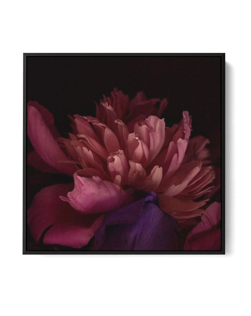 Botanica III SQ | Framed Canvas-CANVAS-You can shop wall art online with Olive et Oriel for everything from abstract art to fun kids wall art. Our beautiful modern art prints and canvas art are available from large canvas prints to wall art paintings and our proudly Australian artwork collection offers only the highest quality framed large wall art and canvas art Australia - You can buy fashion photography prints or Hampton print posters and paintings on canvas from Olive et Oriel and have them 