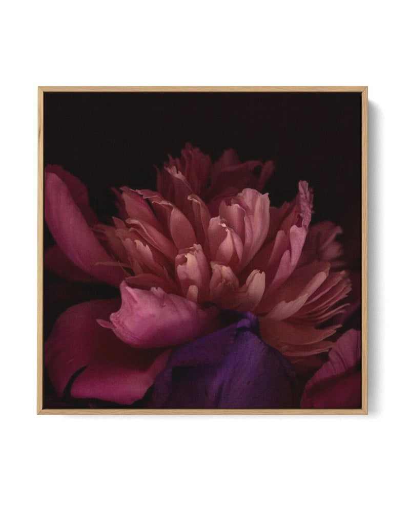 Botanica III SQ | Framed Canvas-CANVAS-You can shop wall art online with Olive et Oriel for everything from abstract art to fun kids wall art. Our beautiful modern art prints and canvas art are available from large canvas prints to wall art paintings and our proudly Australian artwork collection offers only the highest quality framed large wall art and canvas art Australia - You can buy fashion photography prints or Hampton print posters and paintings on canvas from Olive et Oriel and have them 