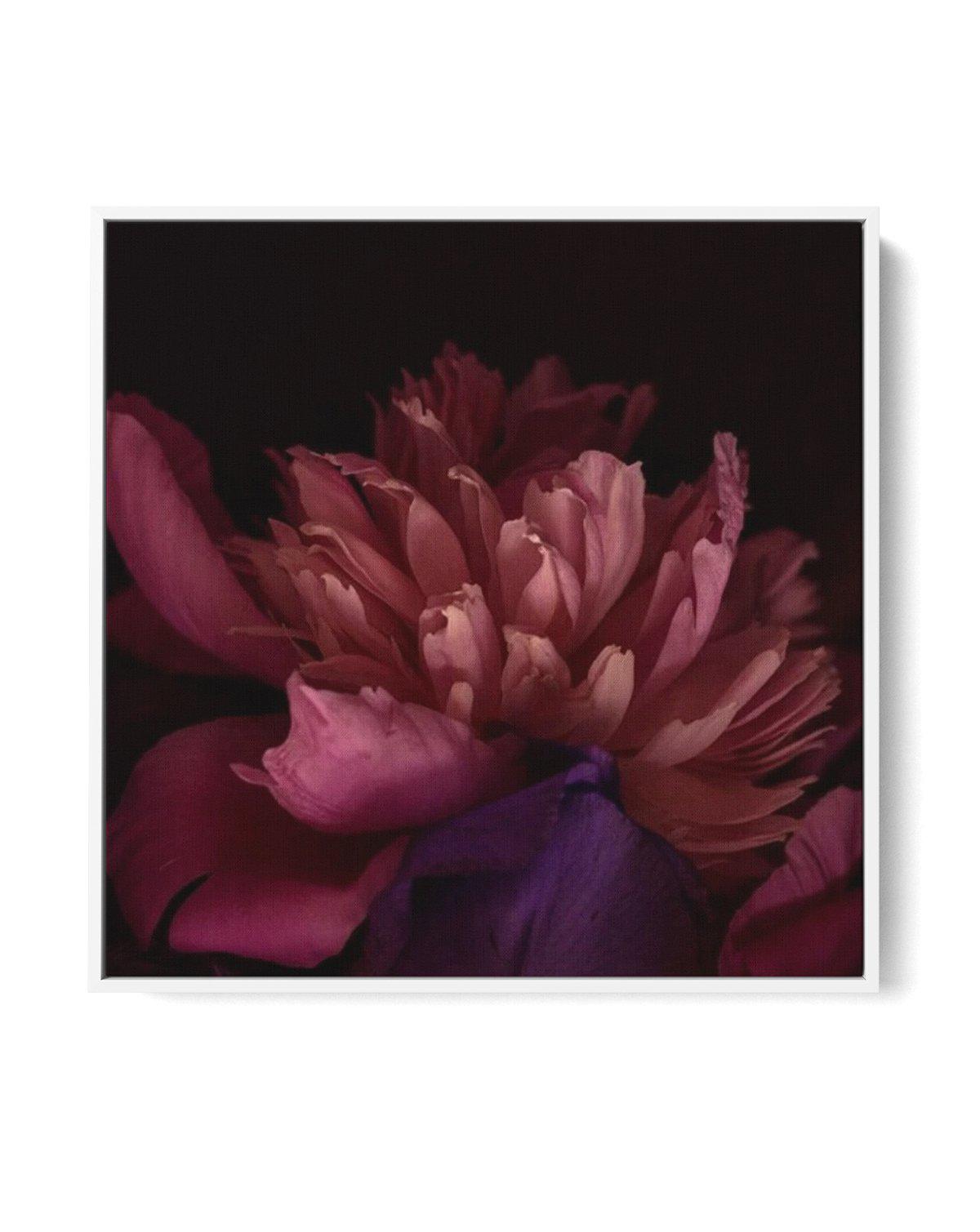 Botanica III SQ | Framed Canvas-CANVAS-You can shop wall art online with Olive et Oriel for everything from abstract art to fun kids wall art. Our beautiful modern art prints and canvas art are available from large canvas prints to wall art paintings and our proudly Australian artwork collection offers only the highest quality framed large wall art and canvas art Australia - You can buy fashion photography prints or Hampton print posters and paintings on canvas from Olive et Oriel and have them 